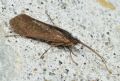 Limnephilus sp.